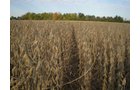 Property photo 16 - 75+/- Acres in 9 Tracts